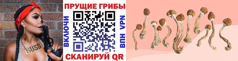 Псилоцибиновые грибы Cubensis  Богородицк 